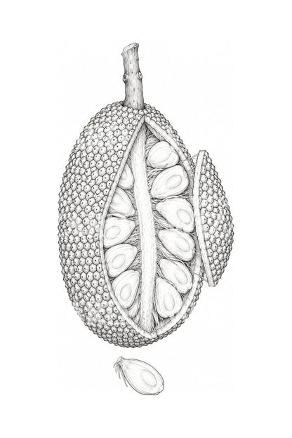 Feltárt jackfruit botanikus illusztráció