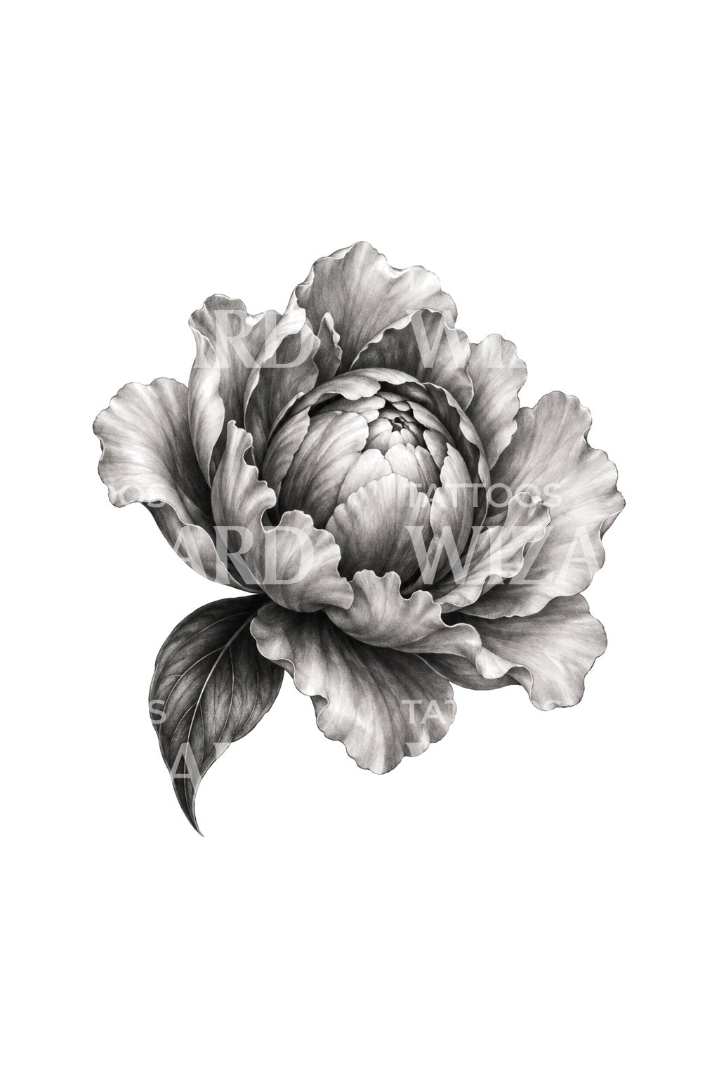 Opening Peony Bud Black and Grey Tattoo Illustration (tr)