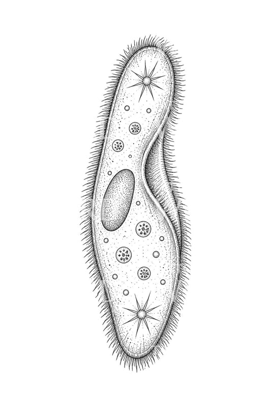 Tatoveringsillustration af en tøffelformet paramecie