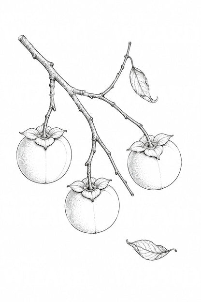 Persimmon Branch Fine Line Tattoo Illustration