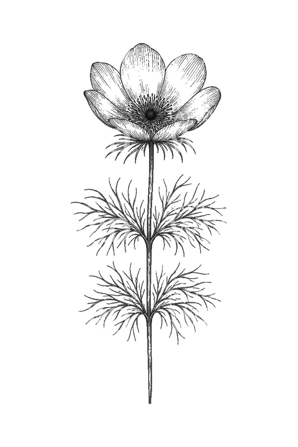 Illustrazione tattoo del fiore occhio di fagiano