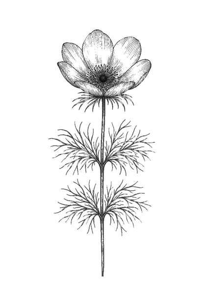 Illustrazione tattoo del fiore occhio di fagiano