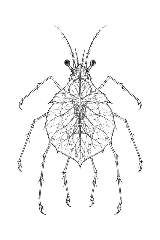 Tatovering af glaslarven phyllosoma