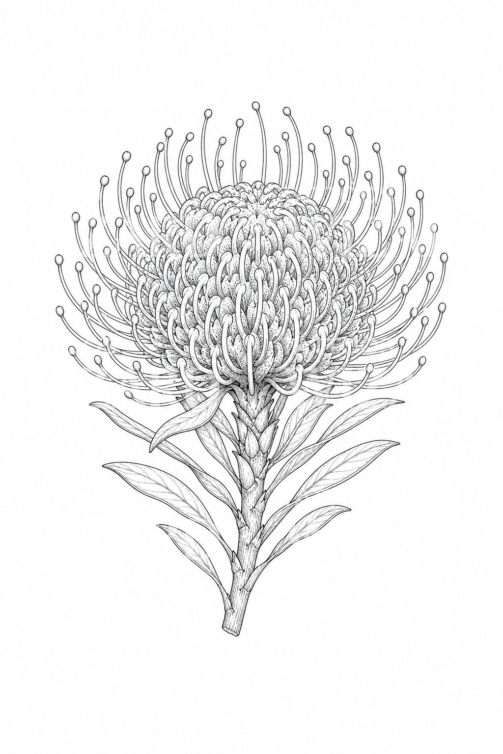 Pincushion Protea Bloom Tattoo Idea