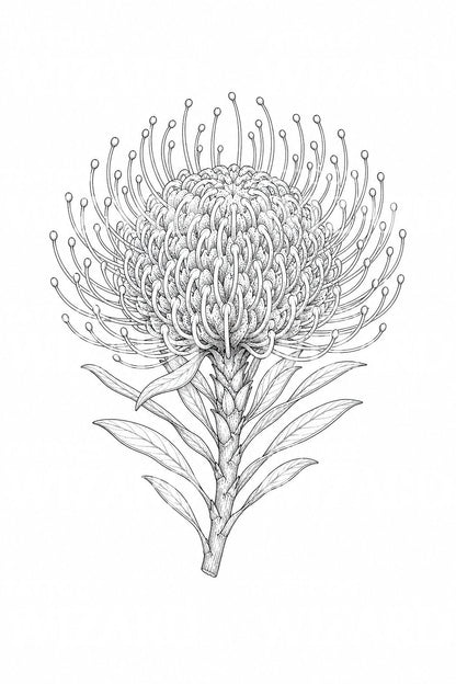 Pincushion Protea Bloom Tattoo Idea
