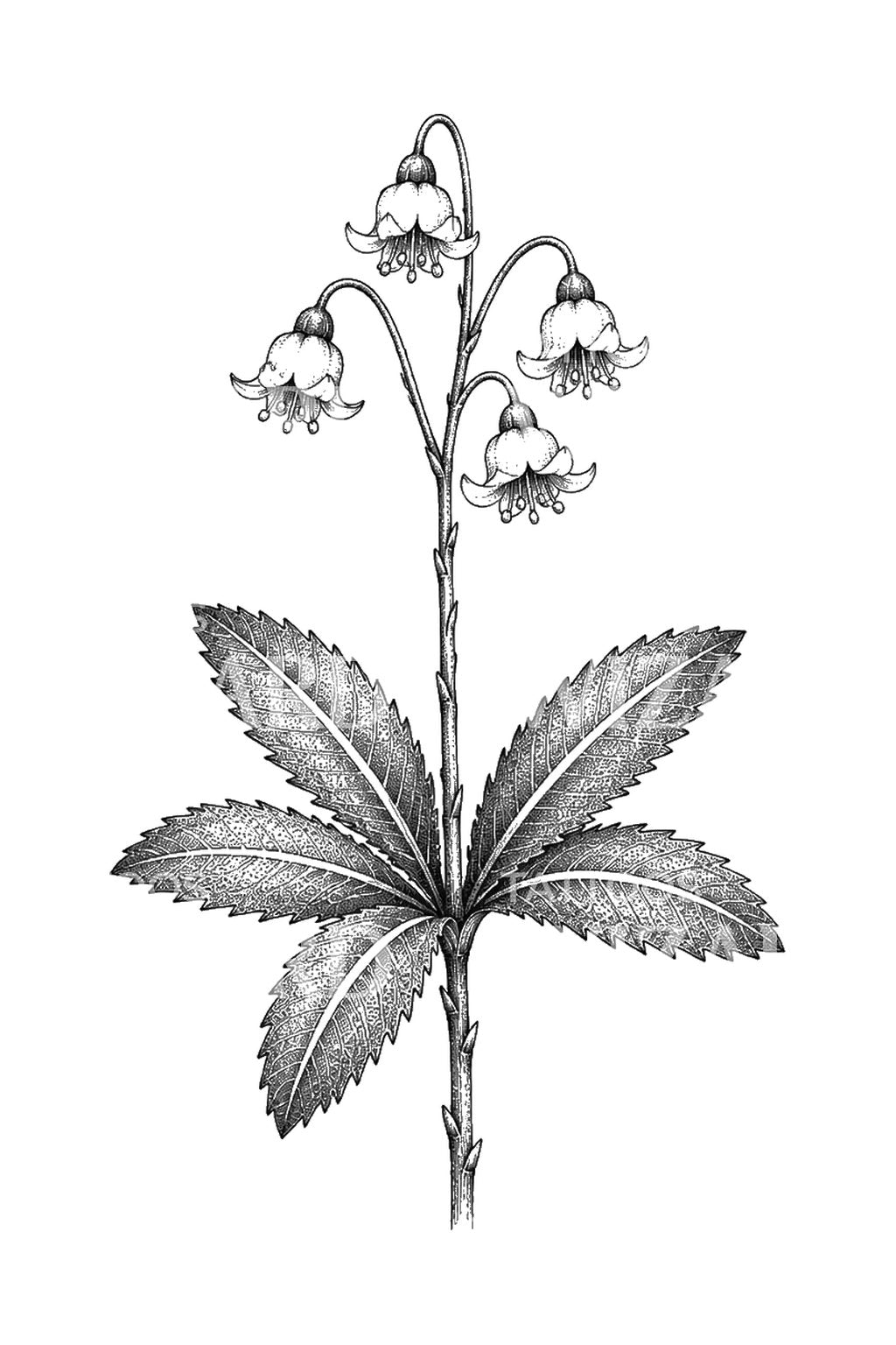 Nikkende pipsissewa-klokker tatoveringsdesign