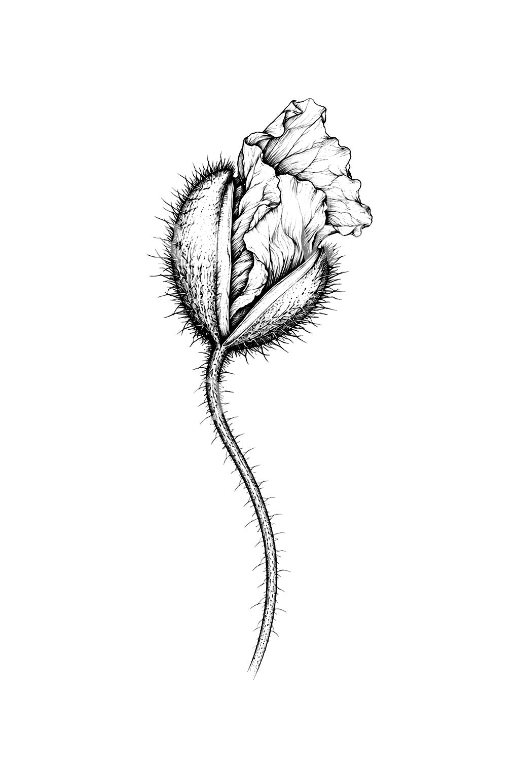 Ideia de tatuagem fine line de papoila a sair da cápsula