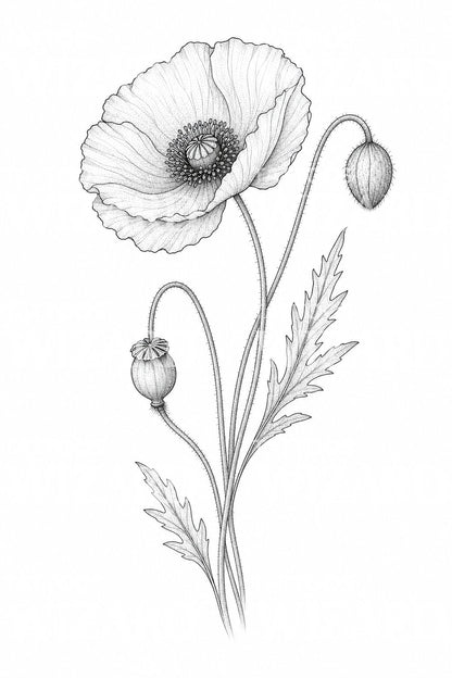Desain Tato Bunga Poppy dan Kapsul Biji