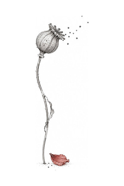 Illustrazione per tatuaggio di una testa di papavero nel vento