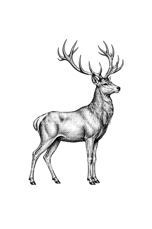 Cerf élaphe fier, motif de tatouage gravé