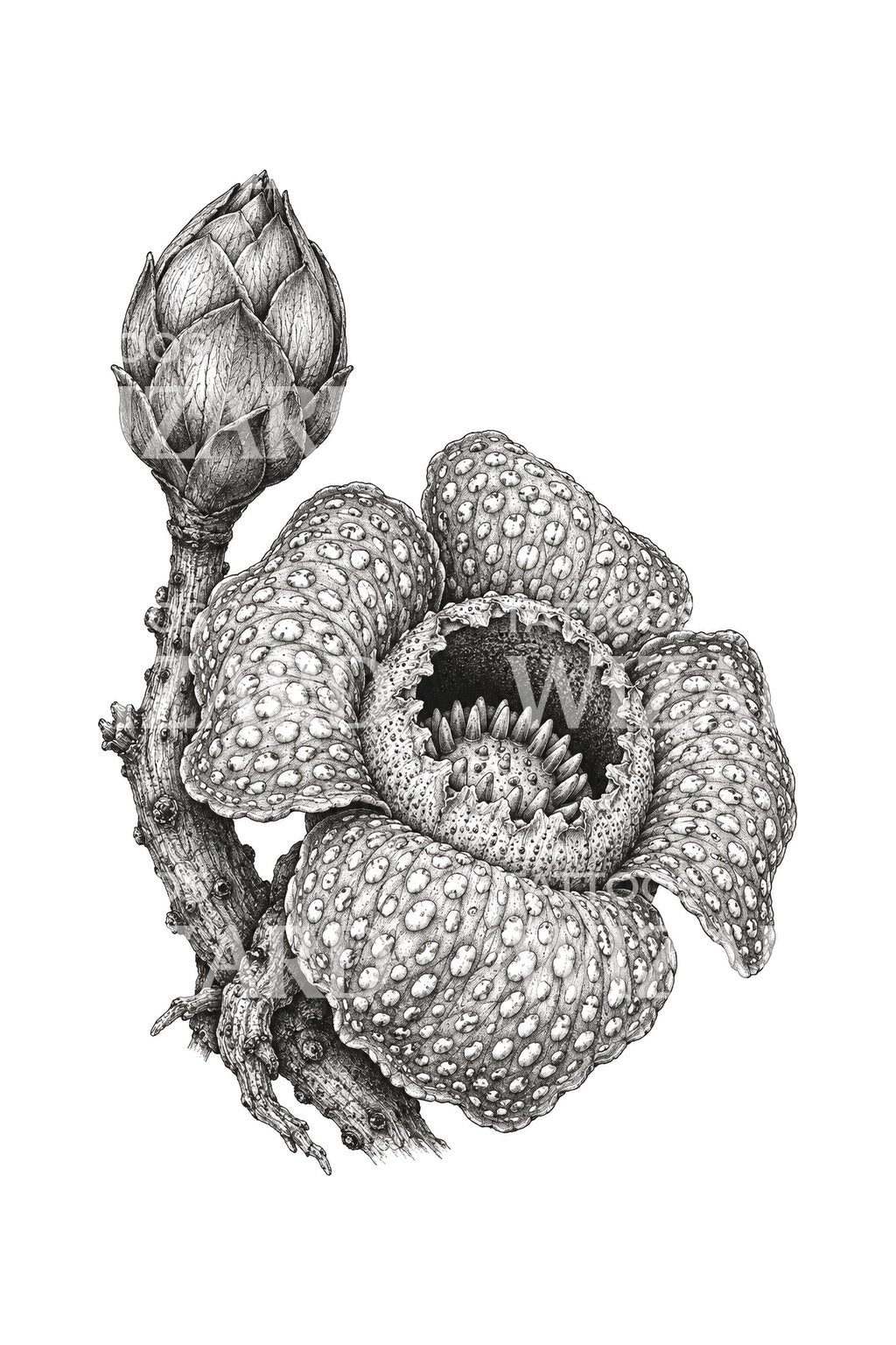 Rafflesia Bloom and Bud Tattoo Design