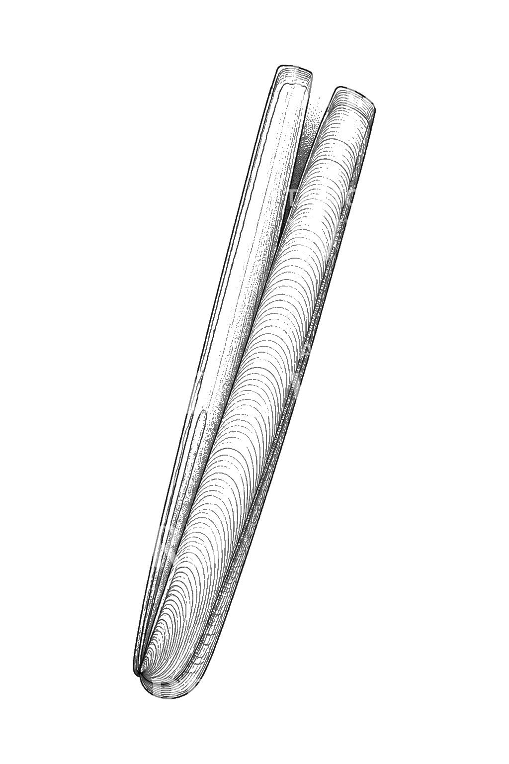 Razor Clam Shell Open Valves Tattoo Design