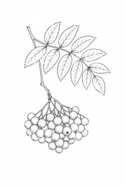Tatueringsillustration av en rönngren med bär