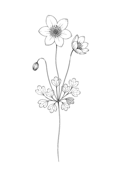 Ilustración de tatuaje de anémona de bosque