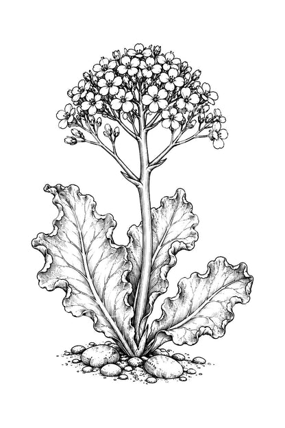 Tatoveringsillustration af strandkål i blomst