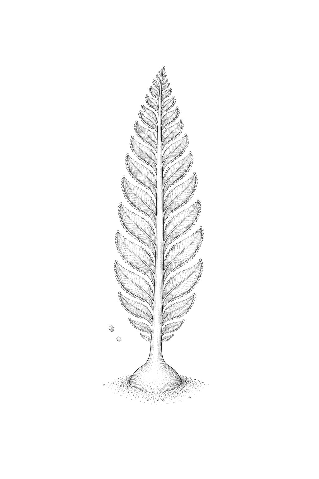 Sea Pen Colony Tattoo Illustration