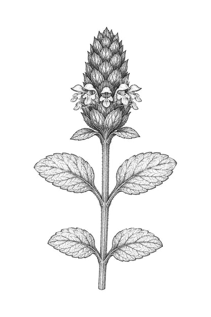 Design de tatouage de fleur d’auto-guérison du Selfheal Club