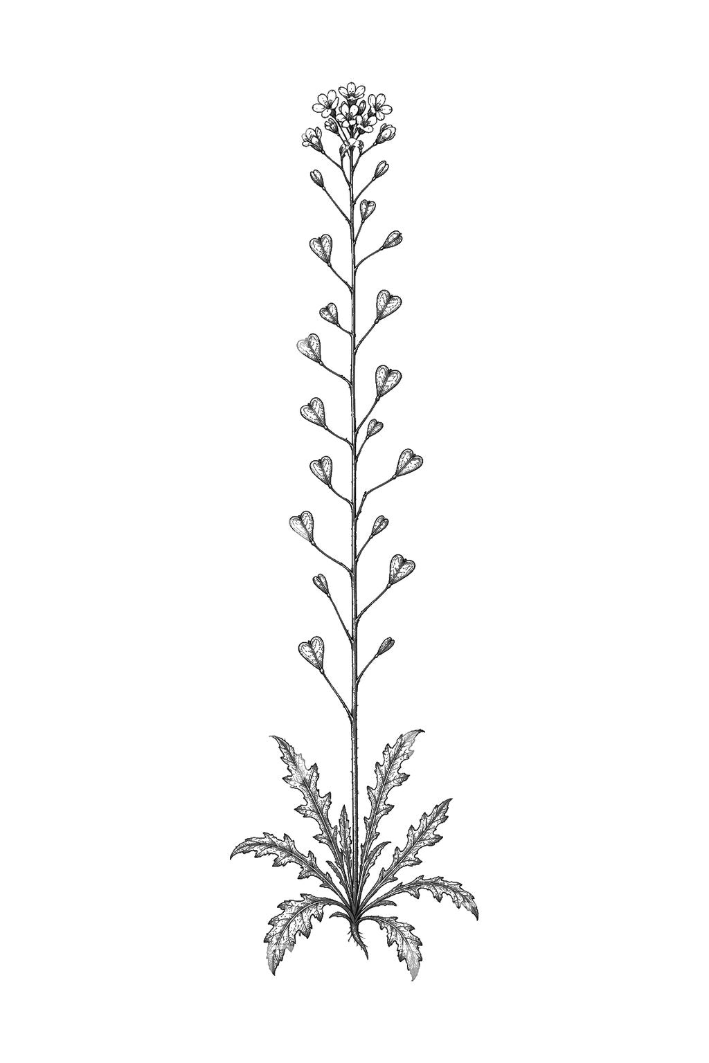 Tattoo-idé med hjerteformede hyrdetaskefrugter