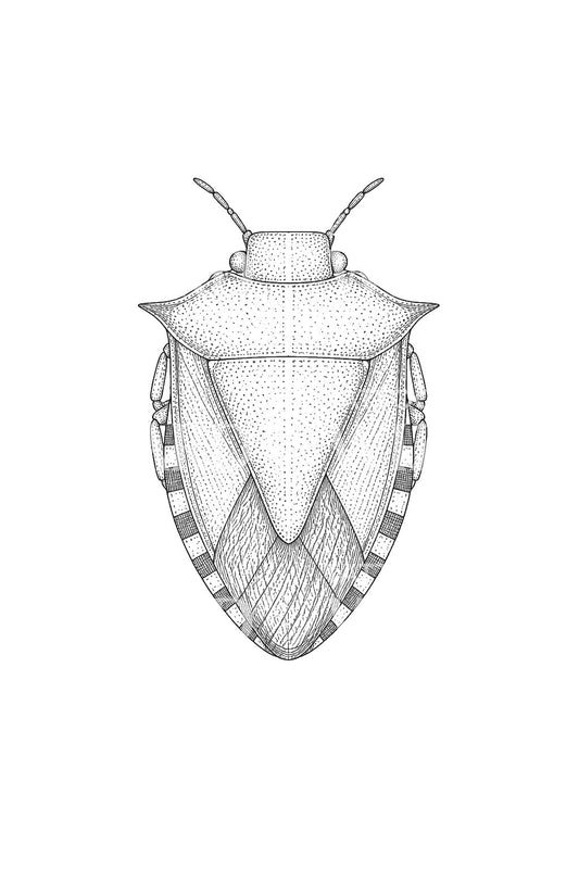 Desenho de tatuagem de um percevejo como estudo de inseto