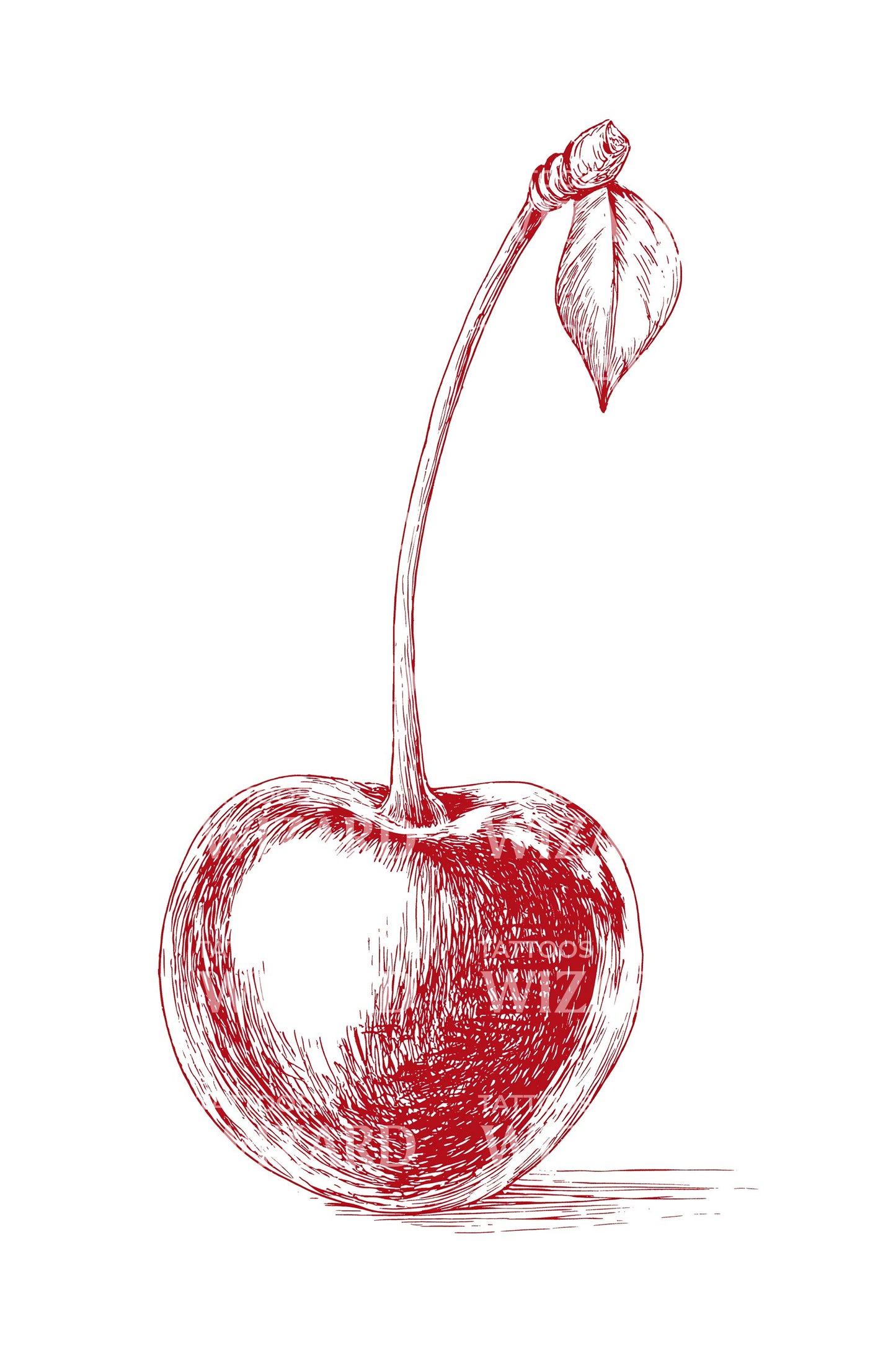 Sketch Cherry Outline Tattoo Illustration