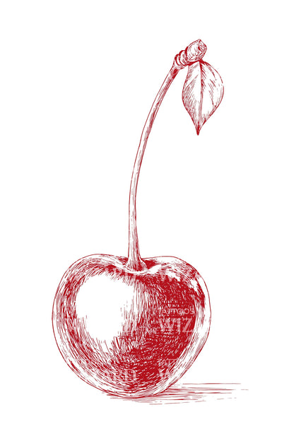 Sketch Cherry Outline Tattoo Illustration