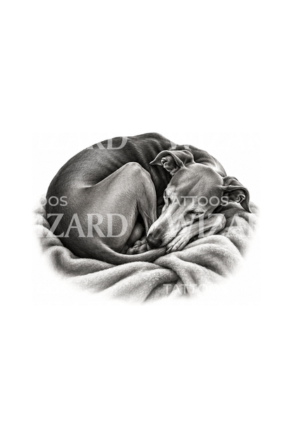Desain Tato Italian Greyhound yang Sedang Tidur