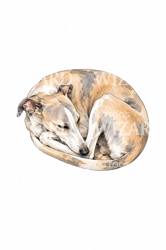 Sleeping Whippet Curled Up Tattoo