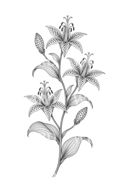 Diseño de tatuaje de tallo de lirio sapo moteado