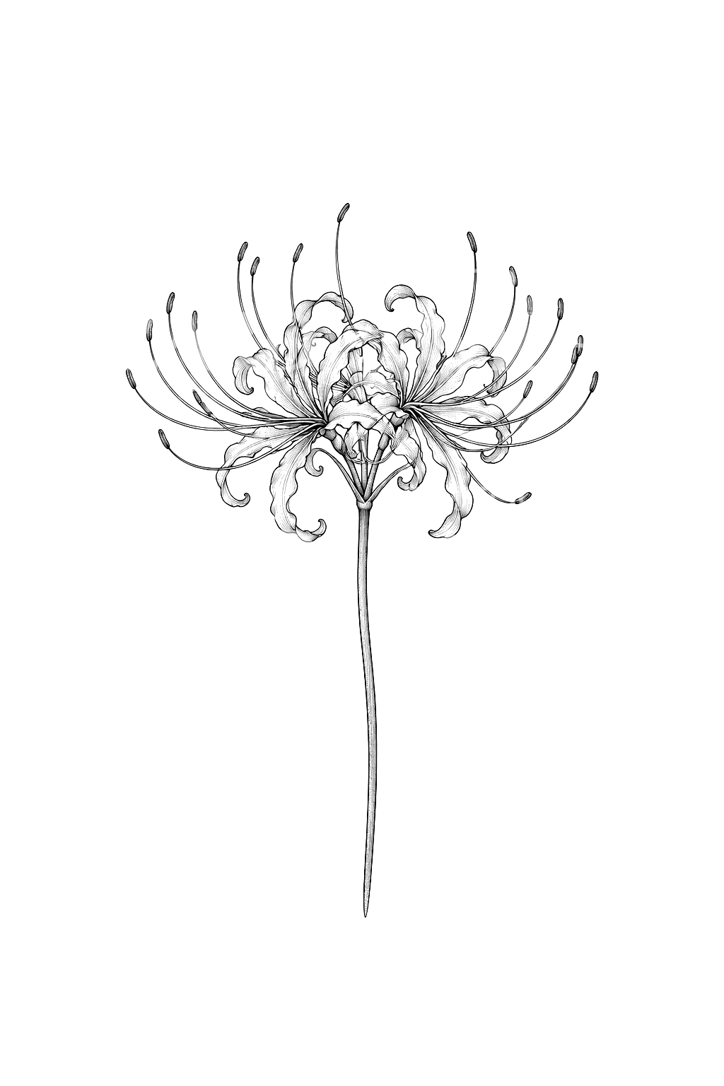 Spider Lily on Long Stem Fine Line Tattoo
