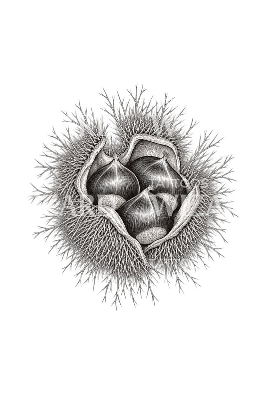 Disegno tatuaggio riccio spinoso di castagna e castagne