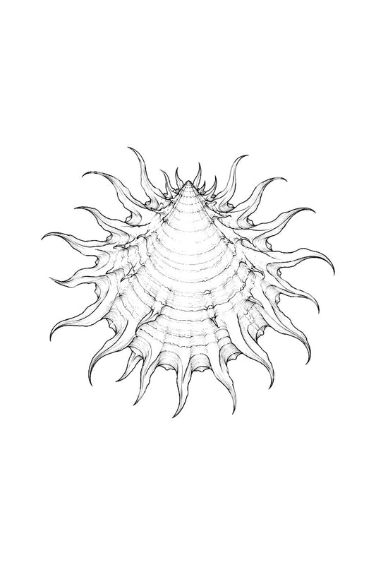 Design per tatuaggio della conchiglia di ostrica spinosa
