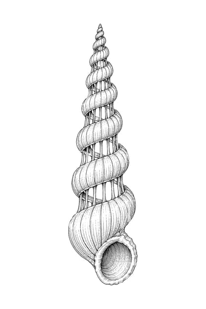 Idée de tatouage de coquillage wentletrap en escalier spiralé