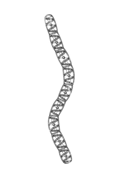 Spirogyra-levärihmaston tatuointi-idea
