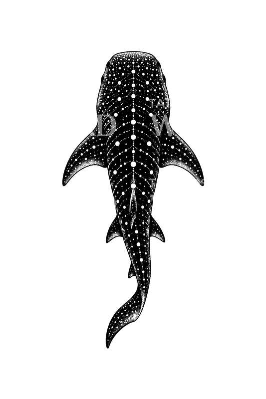 Tatuagem dotwork de tubarão-baleia vista de cima
