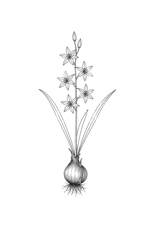Desain Tato Bunga Bintang Skuil