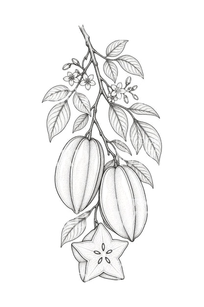 Starfruit Branch and Star Slice Tattoo Design