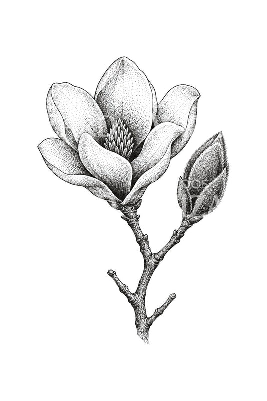 Tatouage de magnolia en pointillisme, fleur et bouton