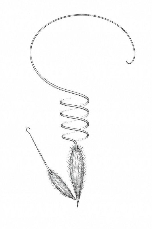 Tatouage de graine d’érodium à arête en tire-bouchon
