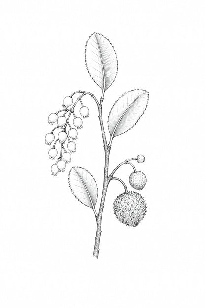 Tattooontwerp met bloemen en vruchten van de aardbeiboom