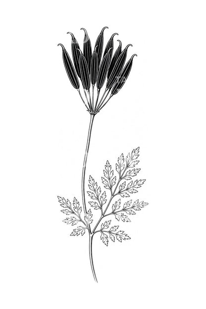 Sweet Cicely Beaked Seeds Tattoo Illustration