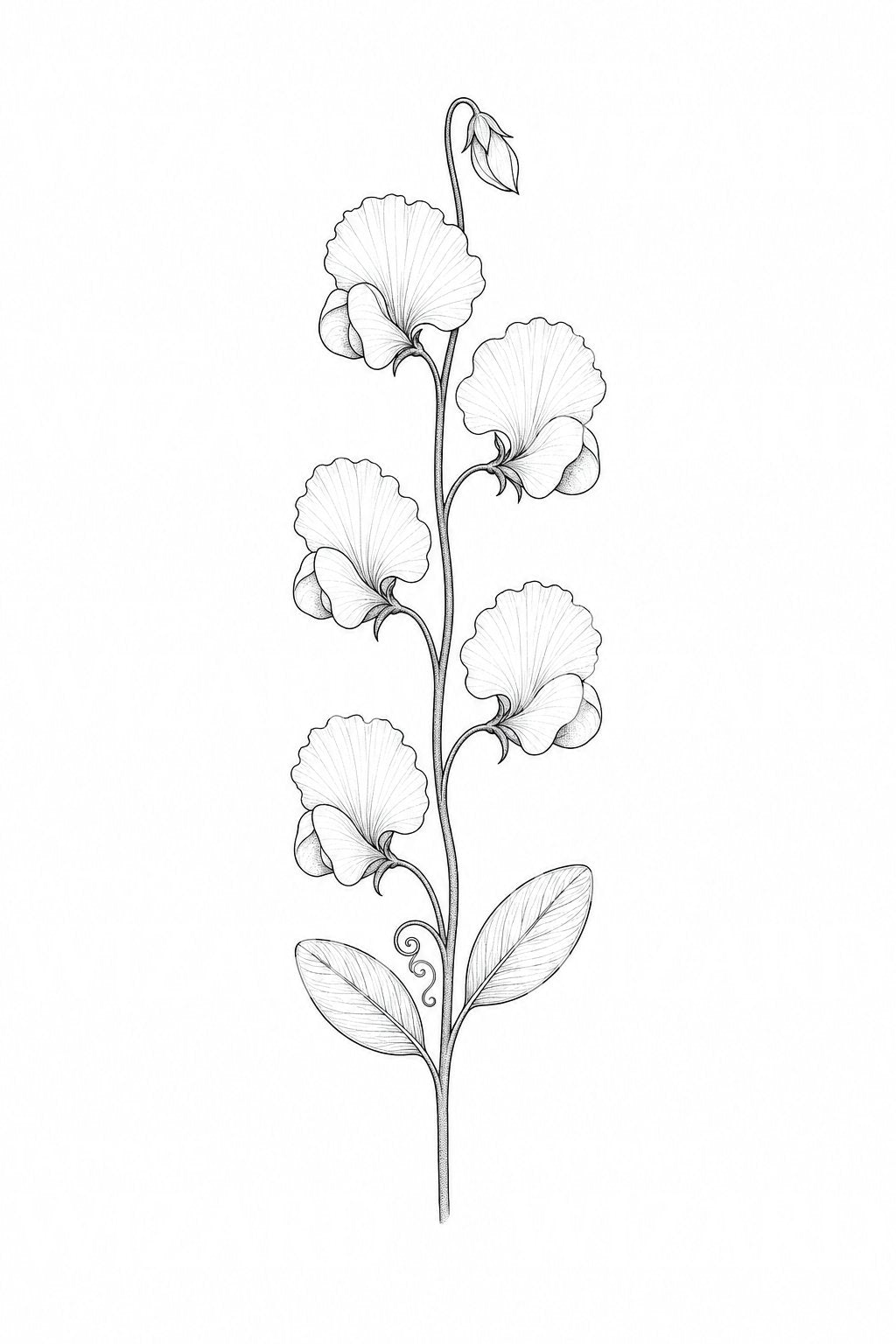 Sweet Pea April Birth Flower Tattoo Illustration