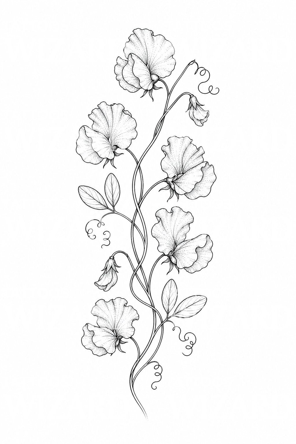 Sweet Pea Vine Tattoo Illustration