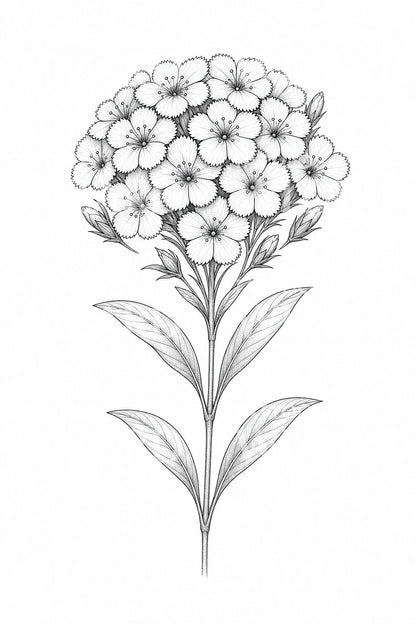 Sweet William Fine Line Tattoo Design