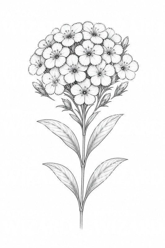 Sweet William ince çizgi dövme tasarımı
