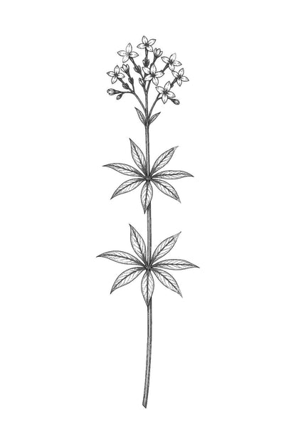 Ide Tato Ranting Sweet Woodruff