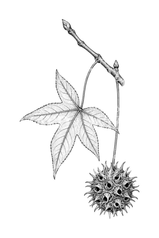 Tatuaggio con sfera di semi e foglia di liquidambar