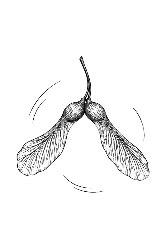 Design del tatuaggio di una coppia di semi di sicomoro rotanti