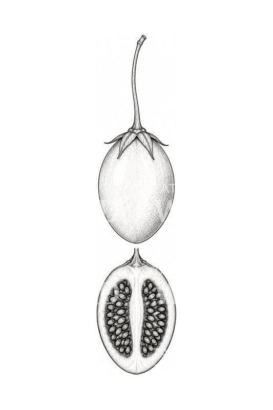 Diseño de tatuaje botánico de tamarillo abierto