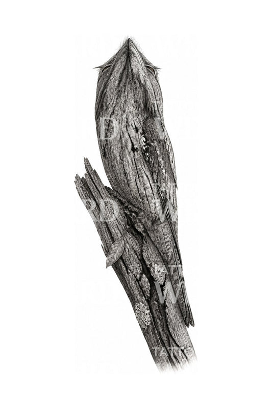 Álcázott tawny frogmouth tetoválásminta