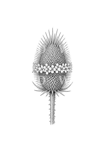 Teasel Head in Flower Tattoo Design